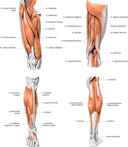 Beinmuskeln